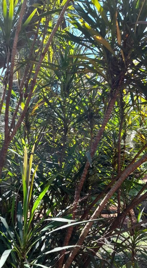 Cordyline congesta habit