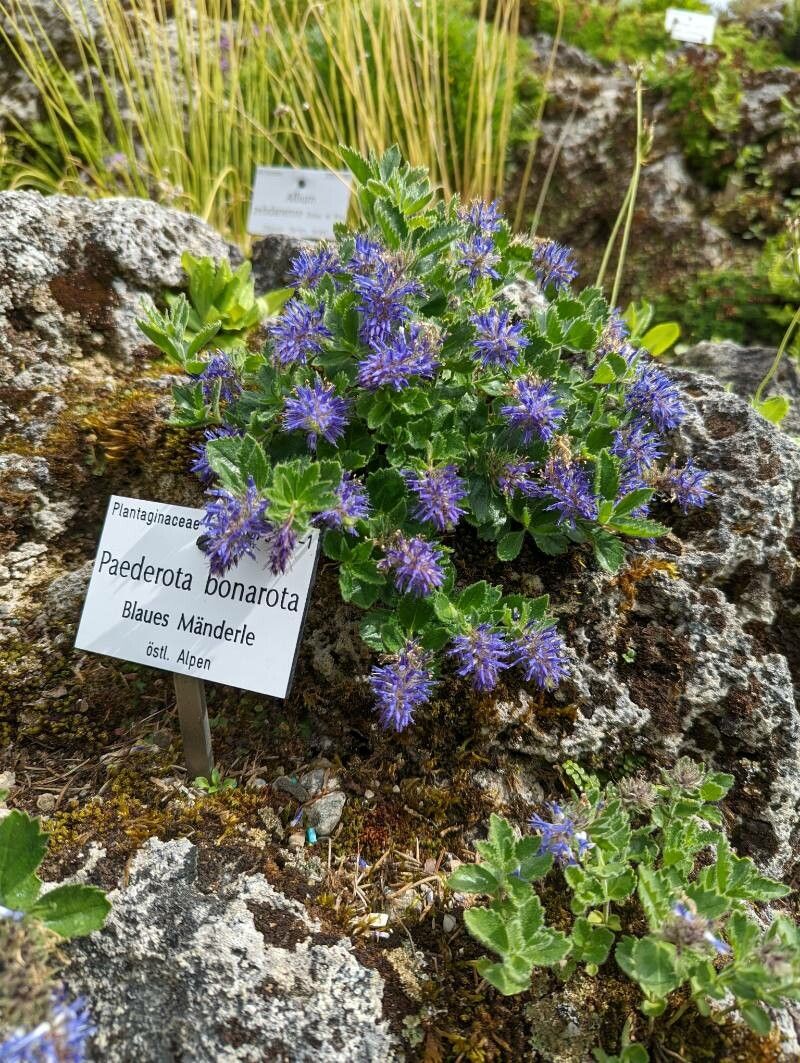 Paederota bonarota habit