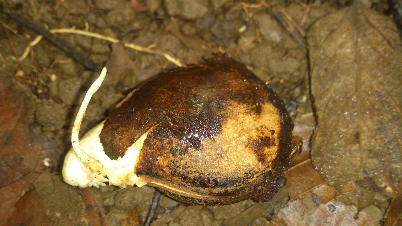 Dioclea malacocarpa fruit