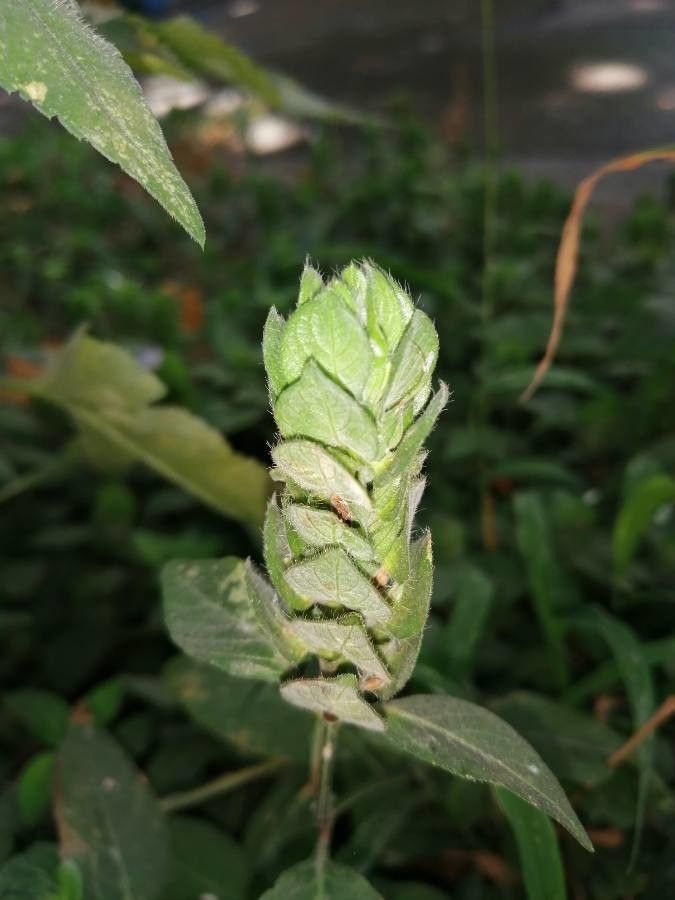 Ruellia blechum leaf