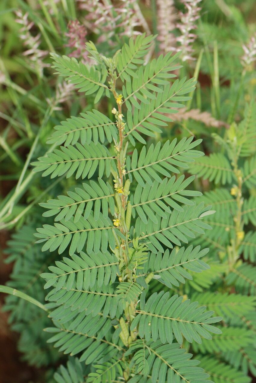 Chamaecrista nigricans other