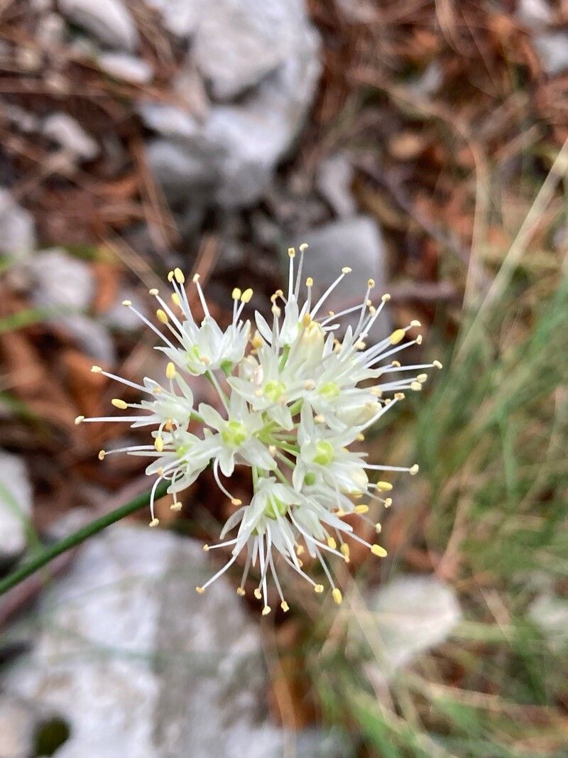 Allium horvatii flower
