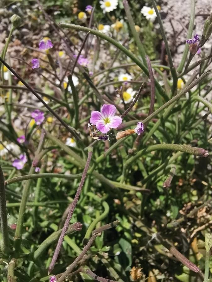 Malcolmia flexuosa flower
