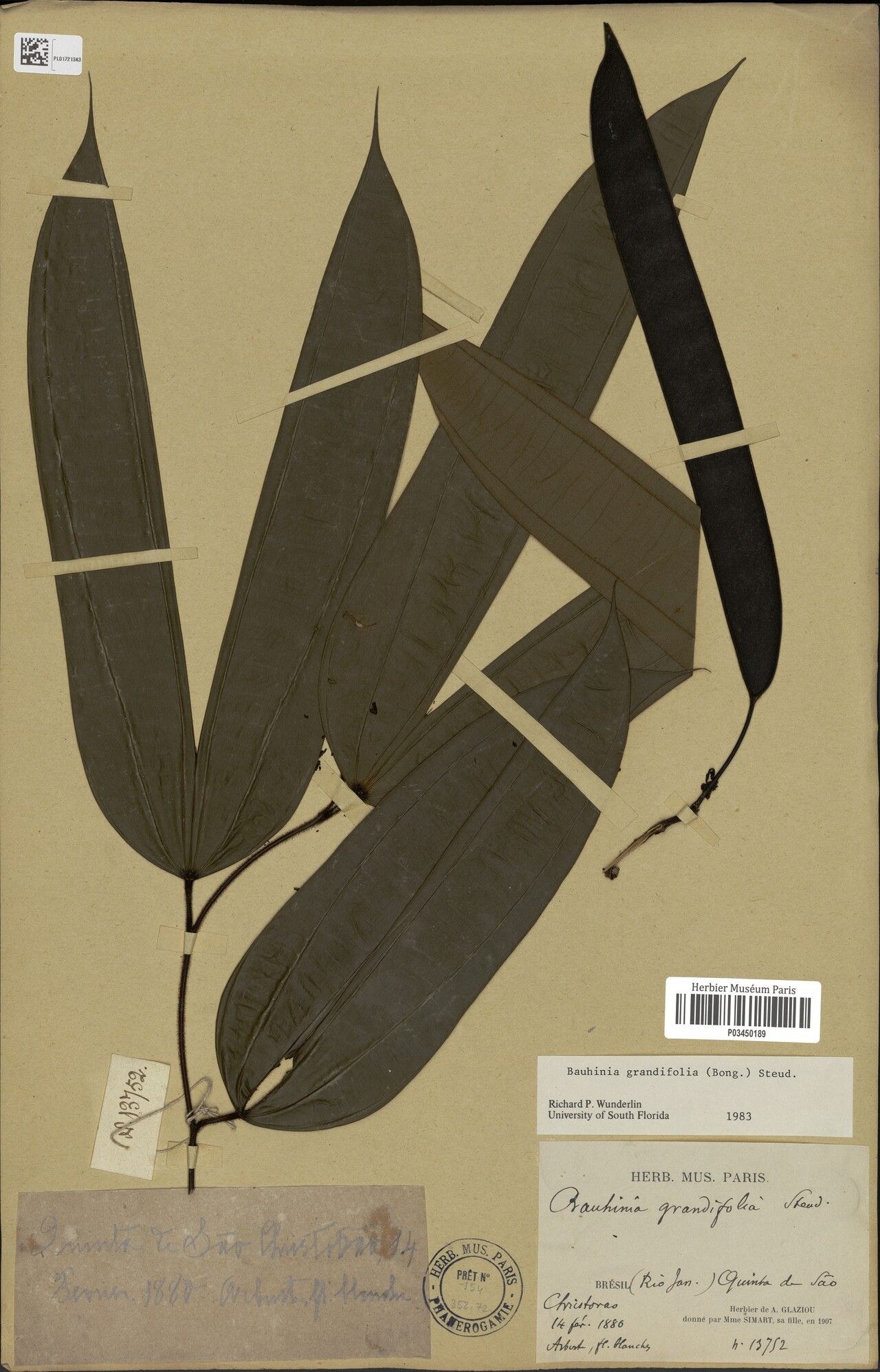 Bauhinia grandifolia — houseplant care guide