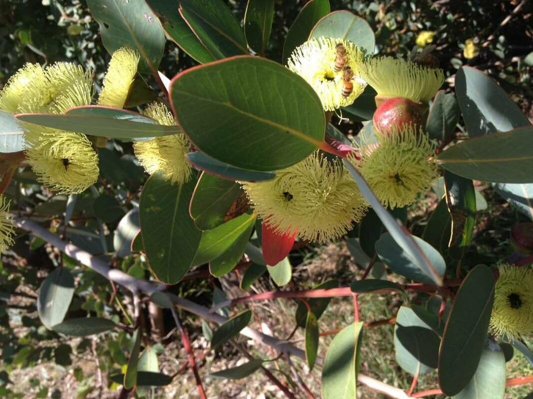 Eucalyptus preissiana flower