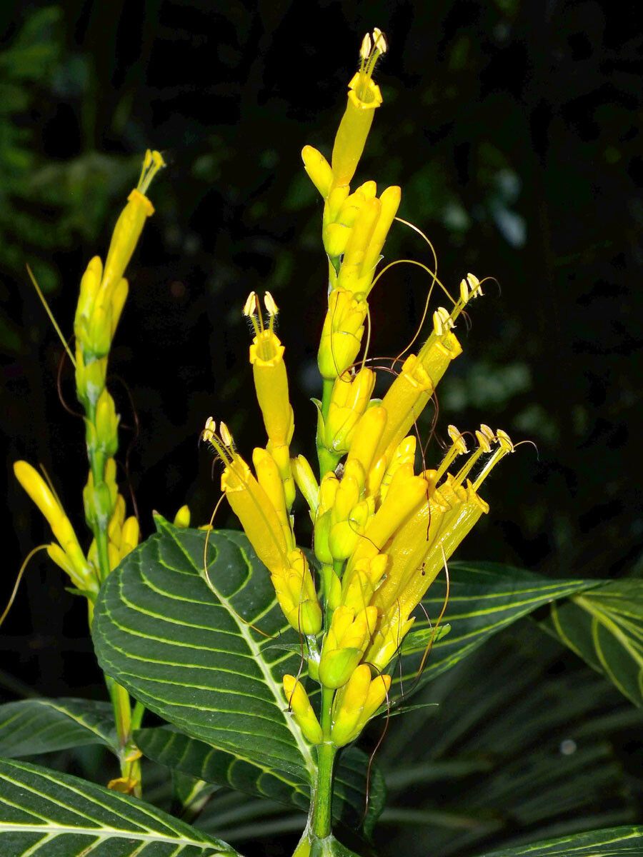 Sanchezia nobilis flower