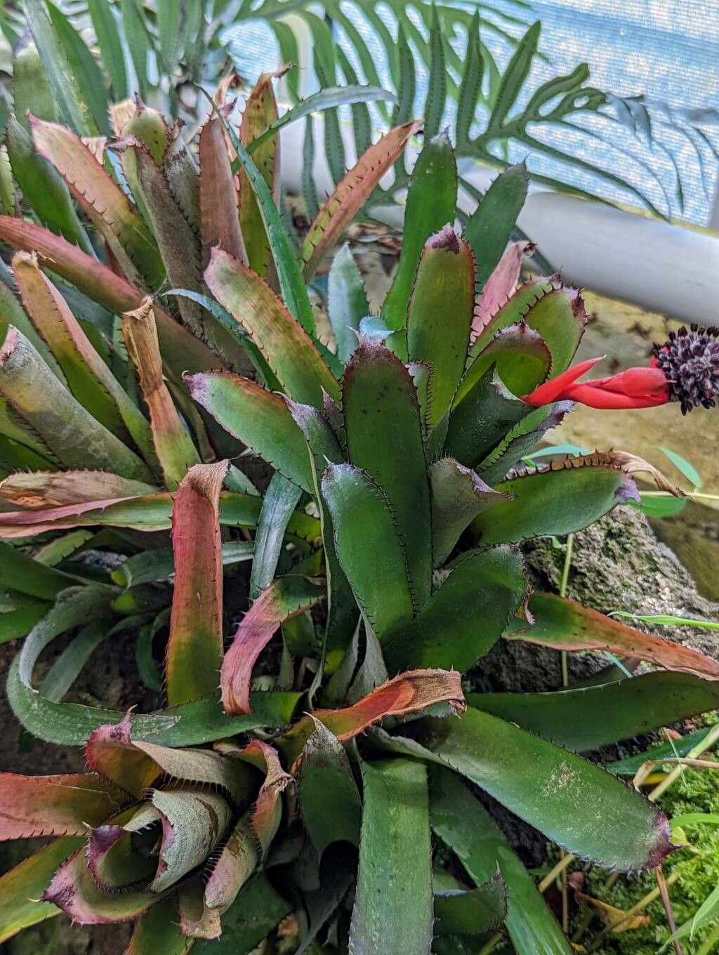 Aechmea pineliana habit