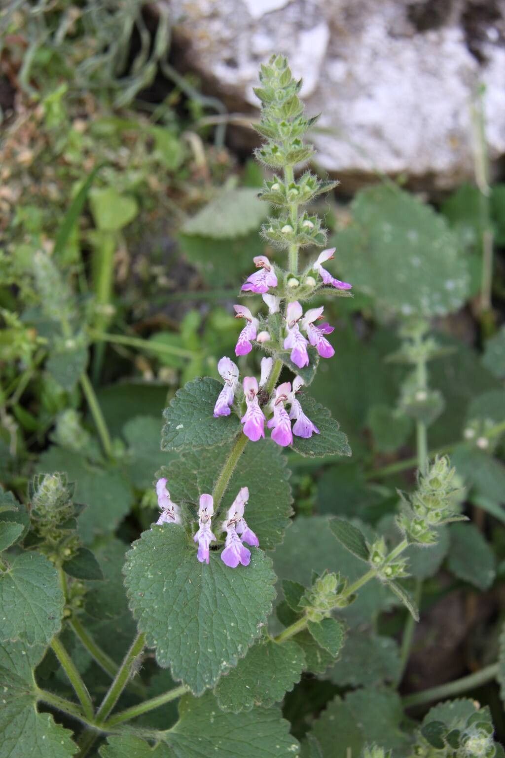 Stachys circinata flower