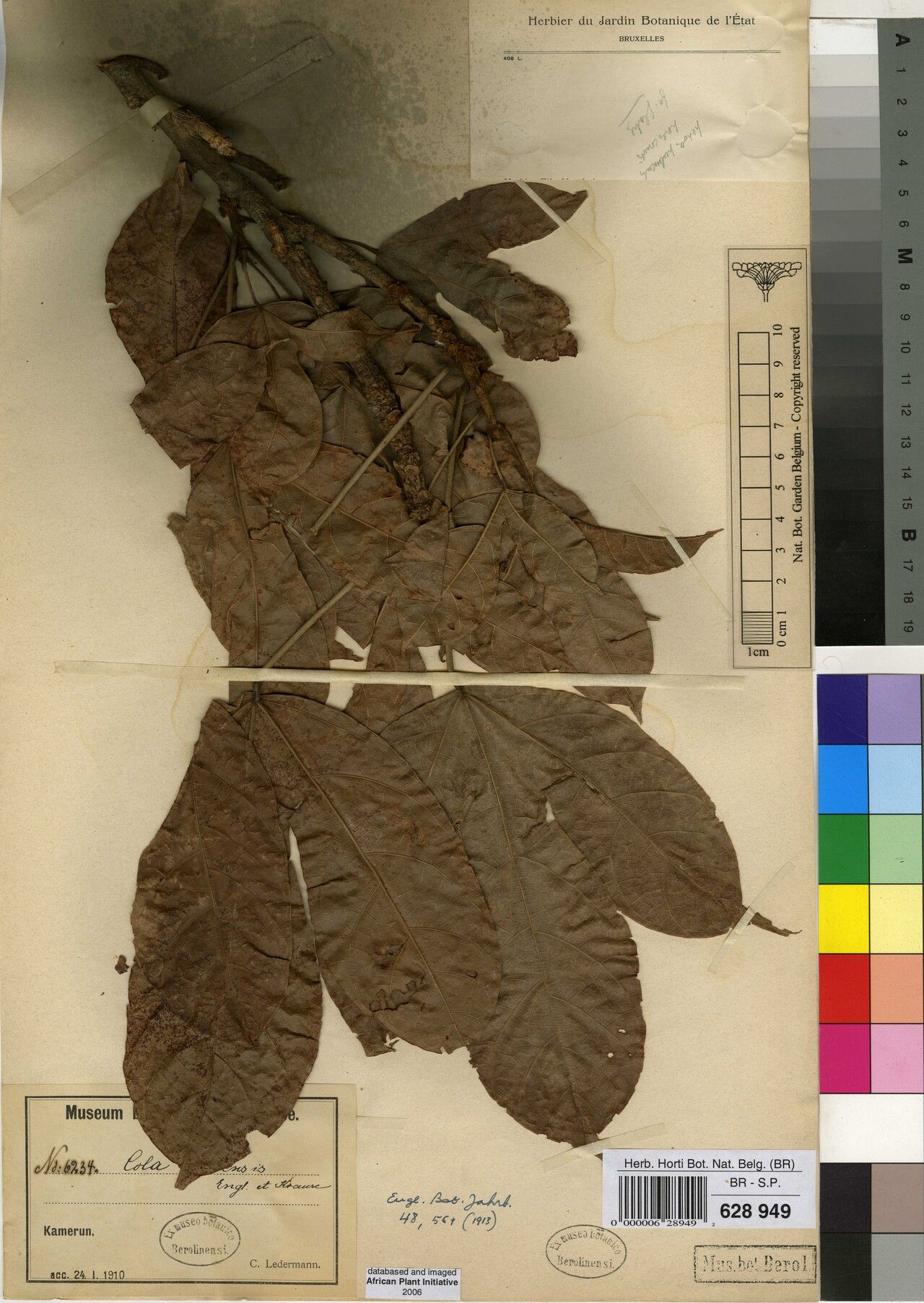 Cola lomensis — houseplant care guide