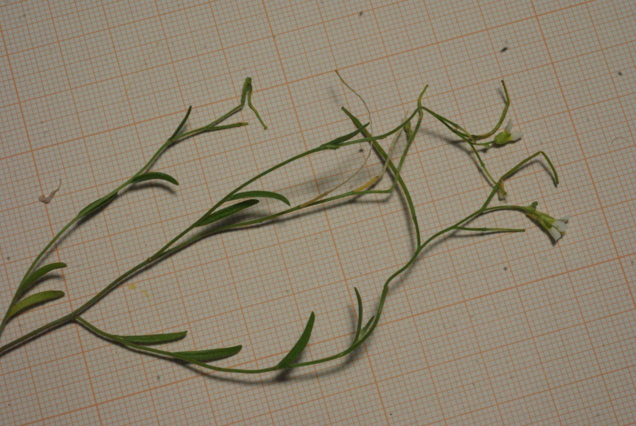 Malcolmia doumetiana habit