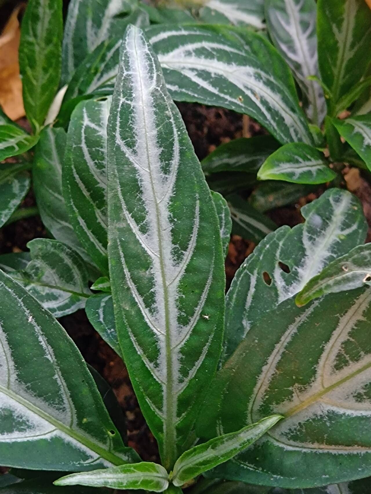 Justicia lanceolata — search result for 'Justicia'