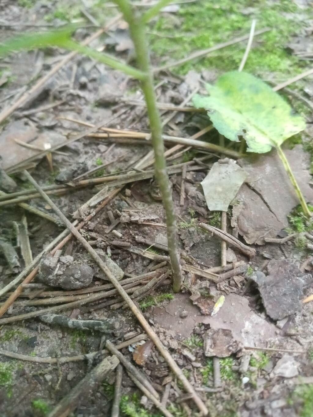 Solanum ptycanthum bark