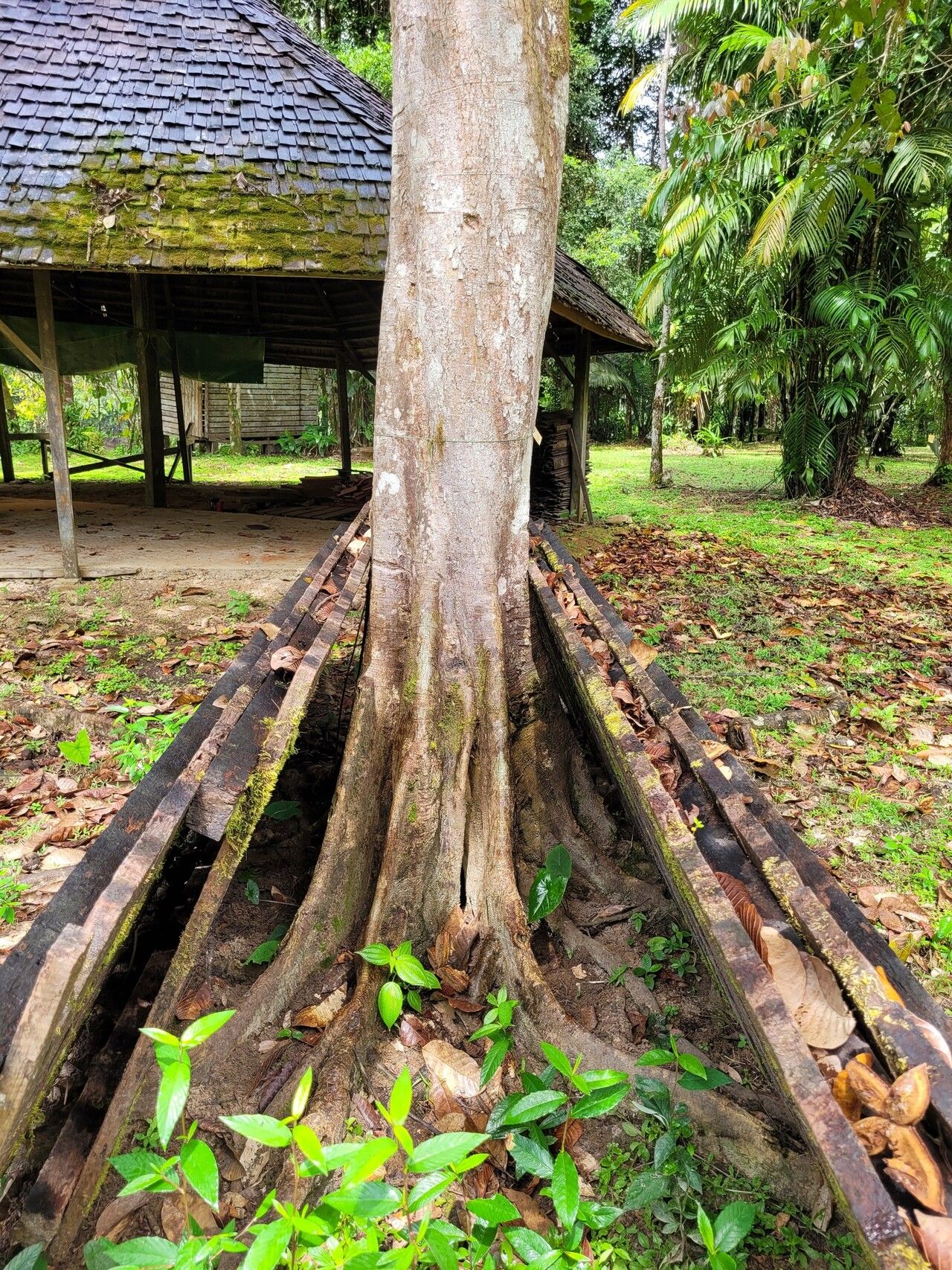 Sloanea synandra bark