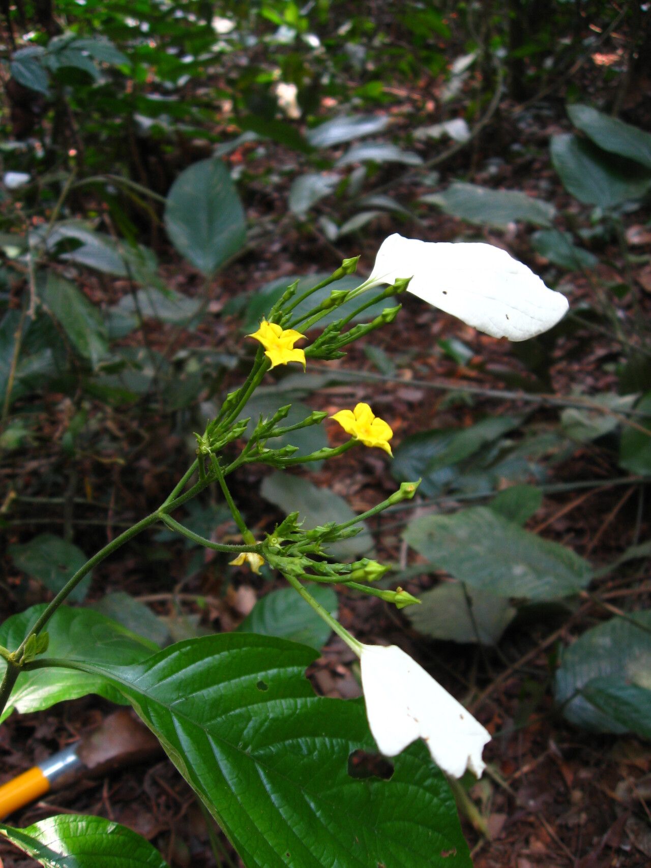 Pseudomussaenda stenocarpa — related species from the same genus