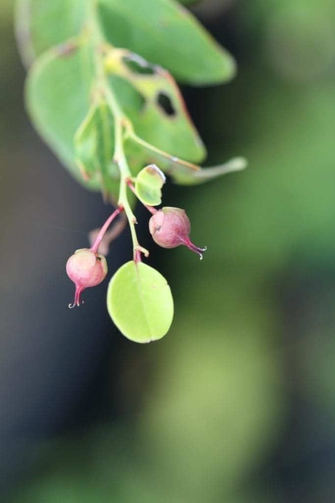 Phyllanthus natoensis flower