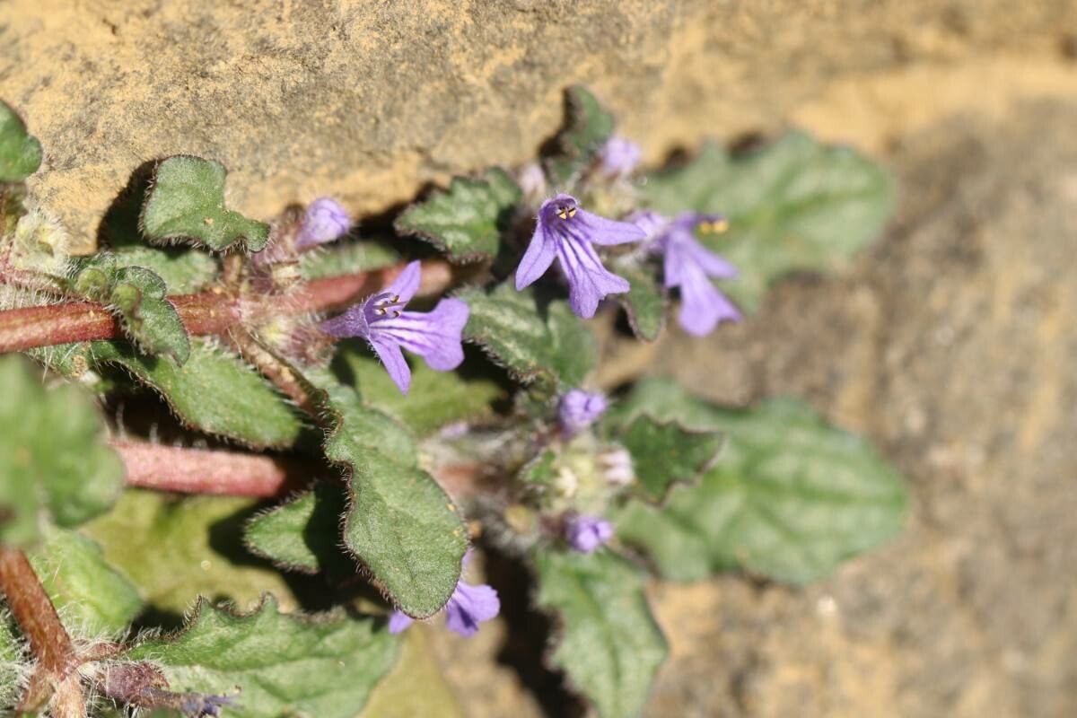Ajuga decumbens — search result for 'Ajuga'
