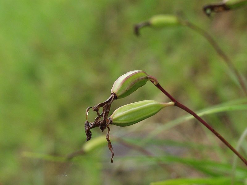 Bletilla striata fruit