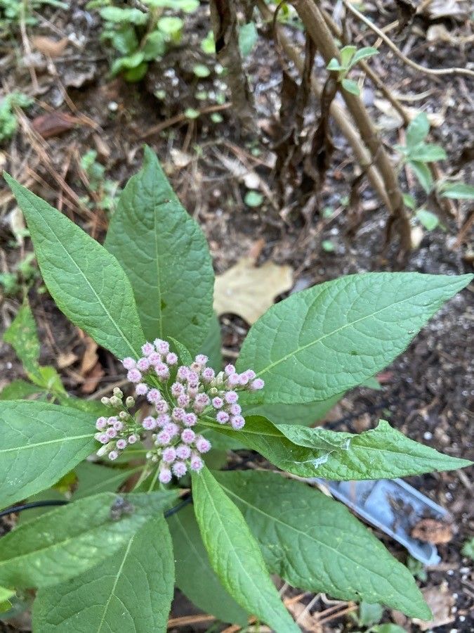 Pluchea camphorata leaf