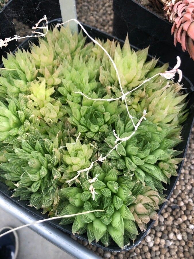 Haworthia emelyae