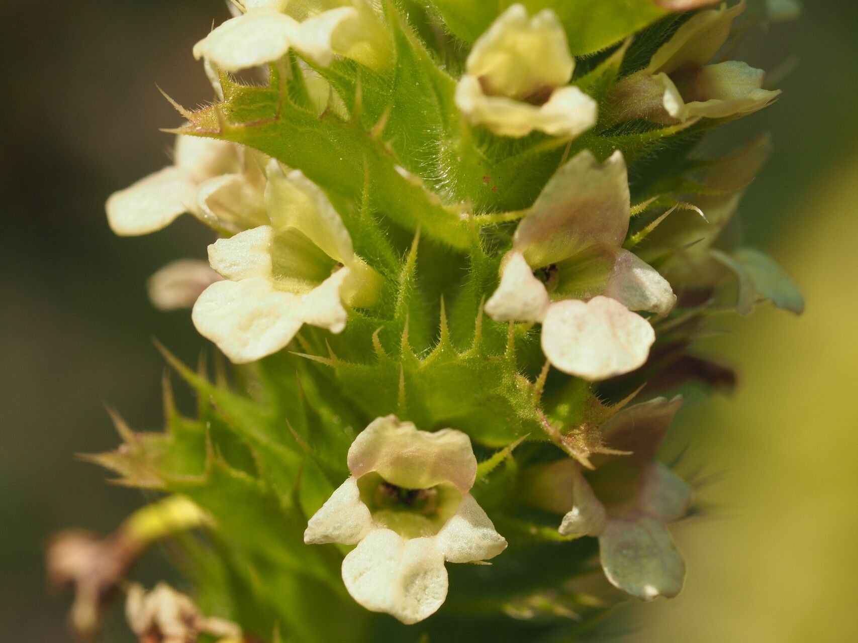 Sideritis lurida flower