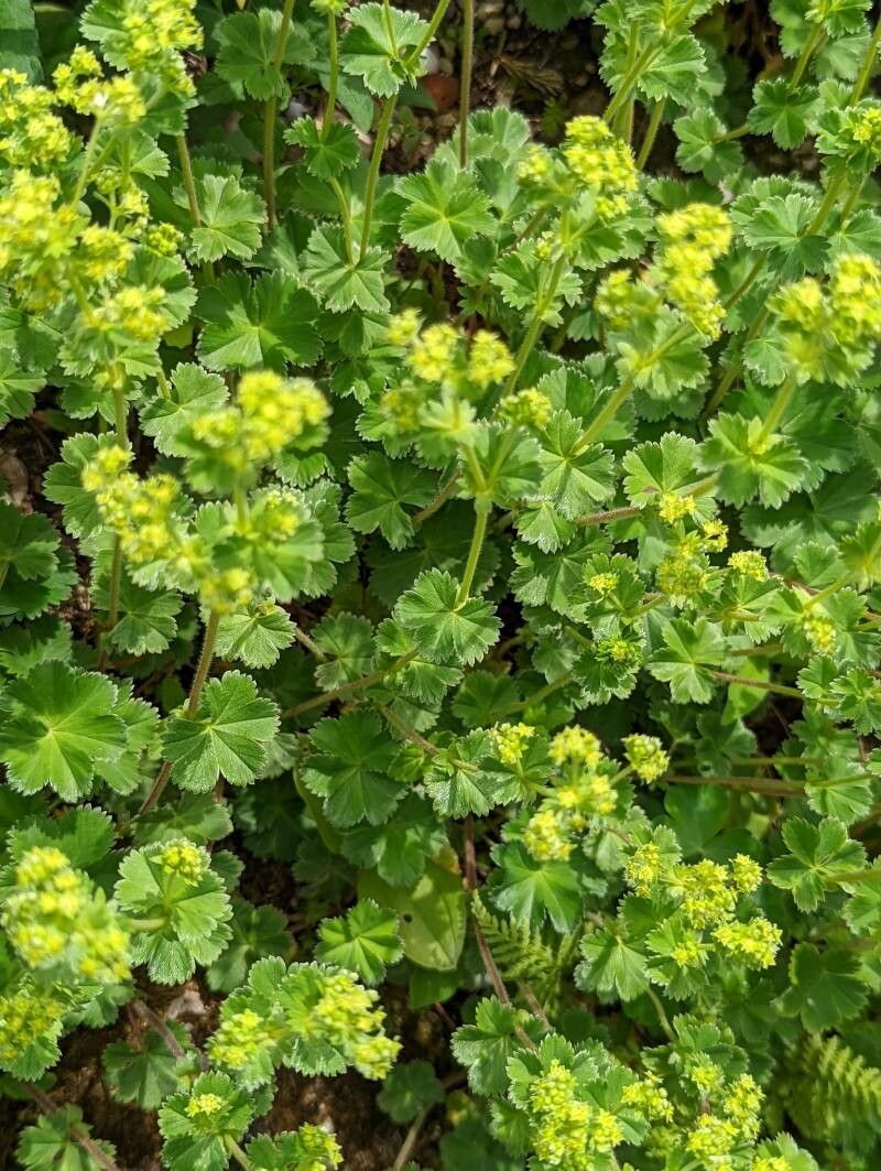 Alchemilla sericata — houseplant care guide
