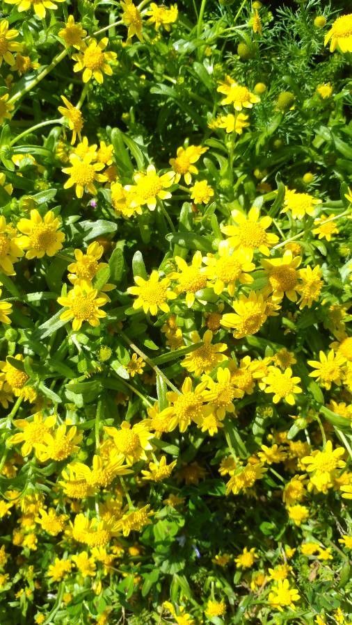 Lasthenia minor — houseplant care guide