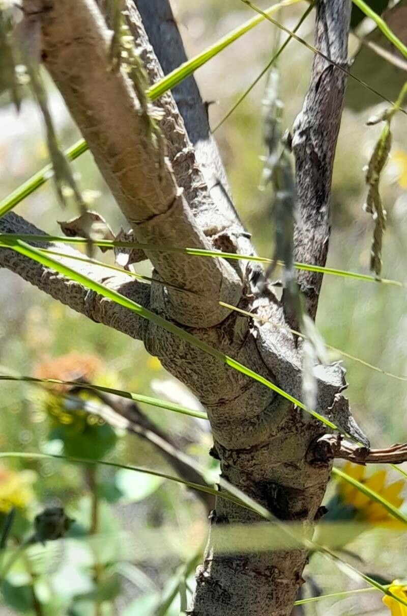 Grindelia buphthalmoides bark