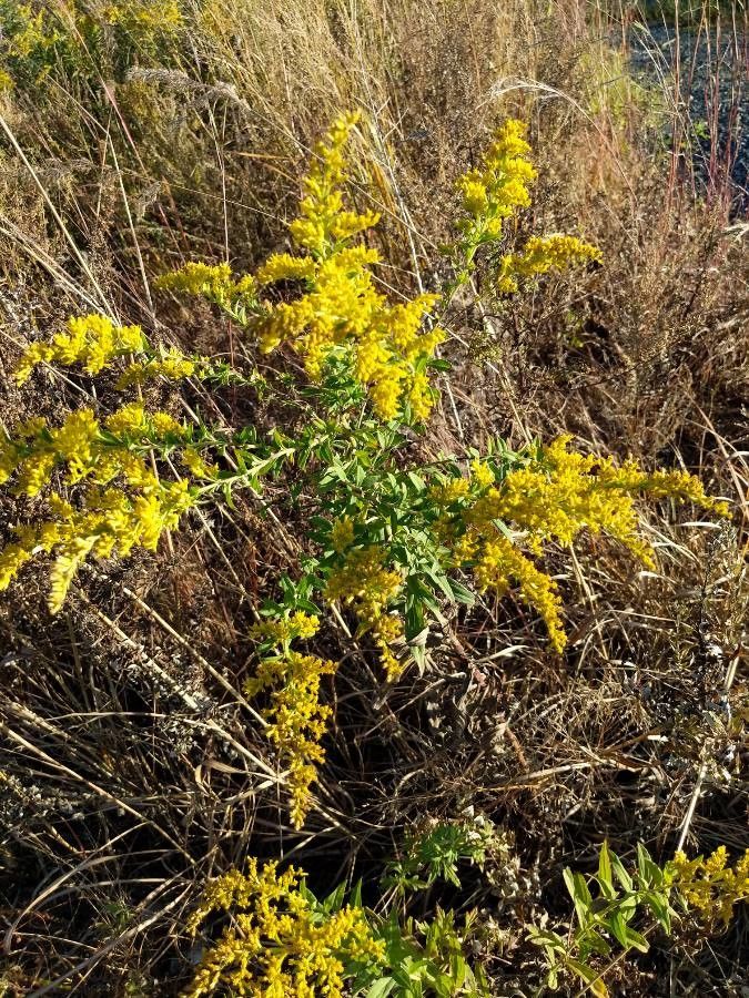 Solidago odora habit