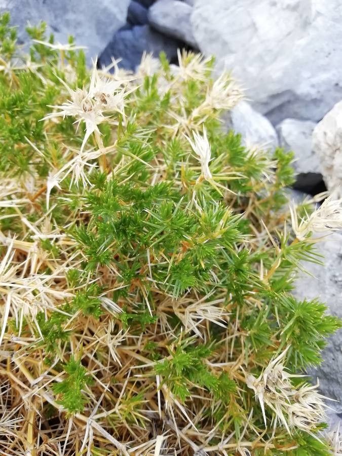 Arenaria pungens leaf