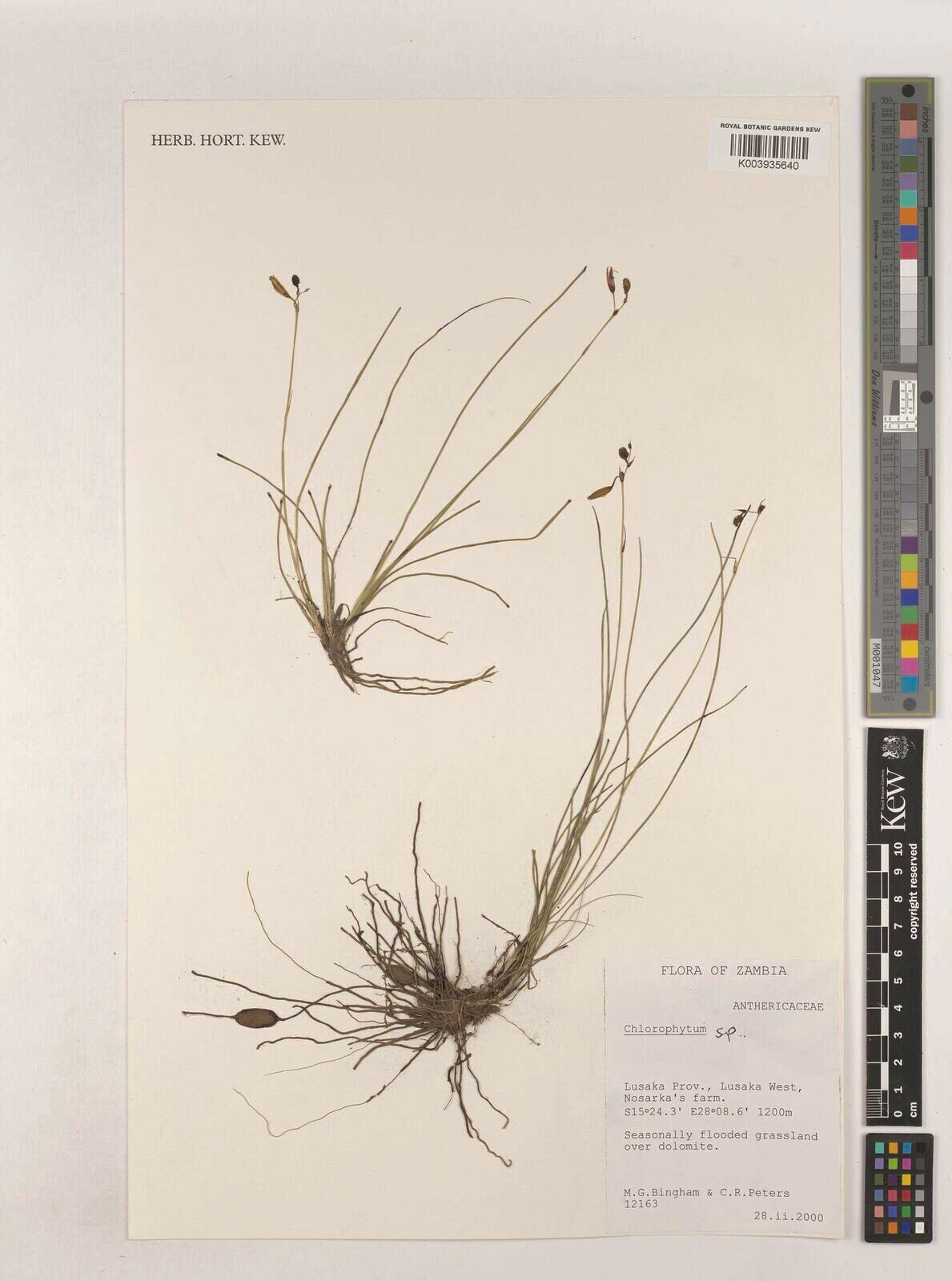 Chlorophytum sphagnicola — search result for 'Chlorophytum'