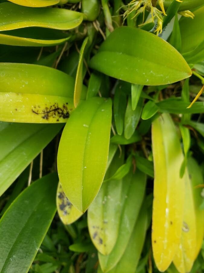 Bulbophyllum longiflorum — search result for 'Guinea'