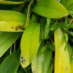 Bulbophyllum longiflorum