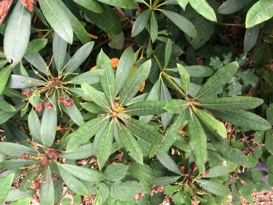 Rhododendron mucronatum leaf