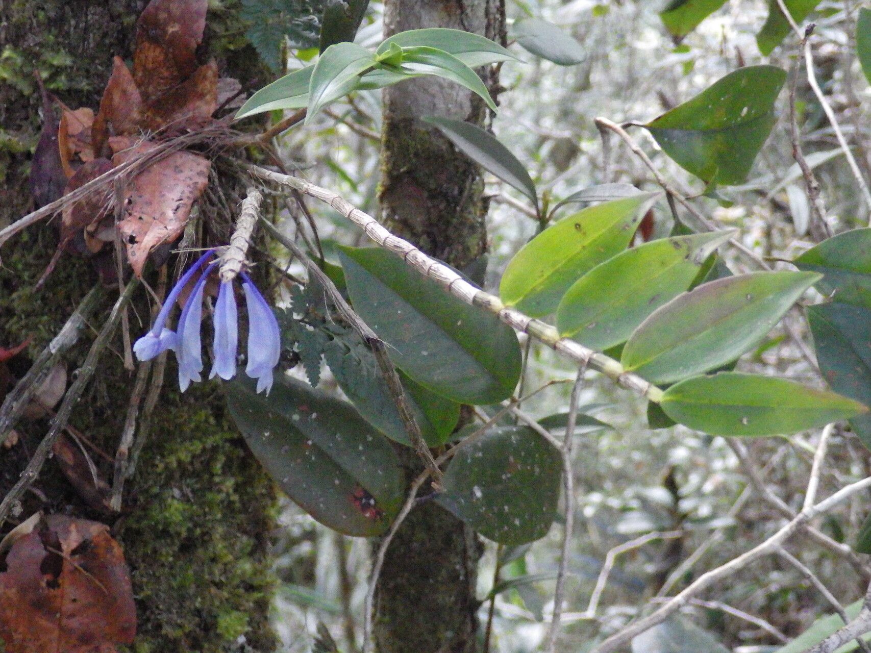 Dendrobium convexipes habit