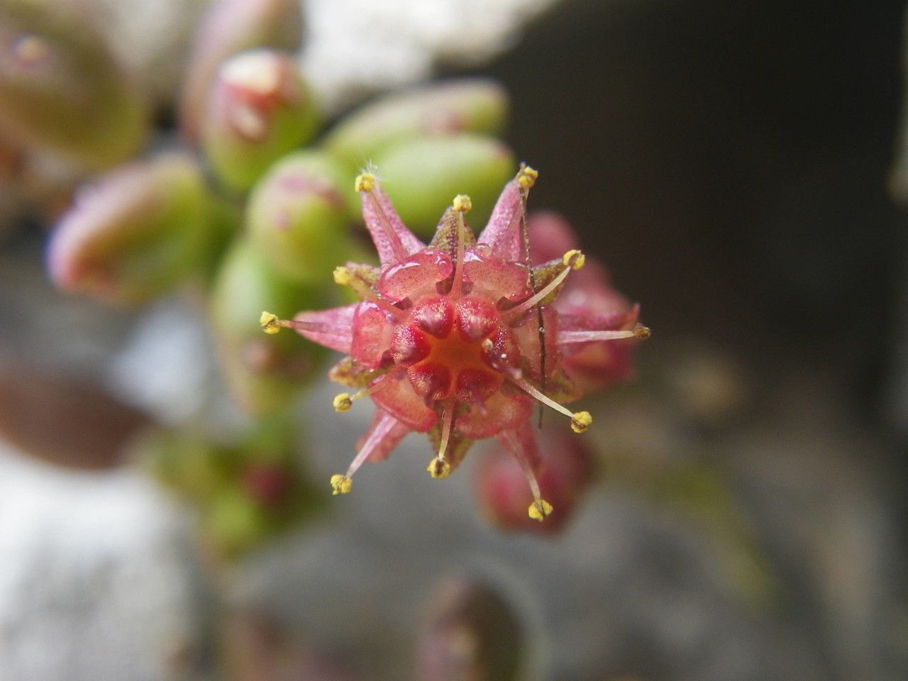 Monanthes laxiflora flower