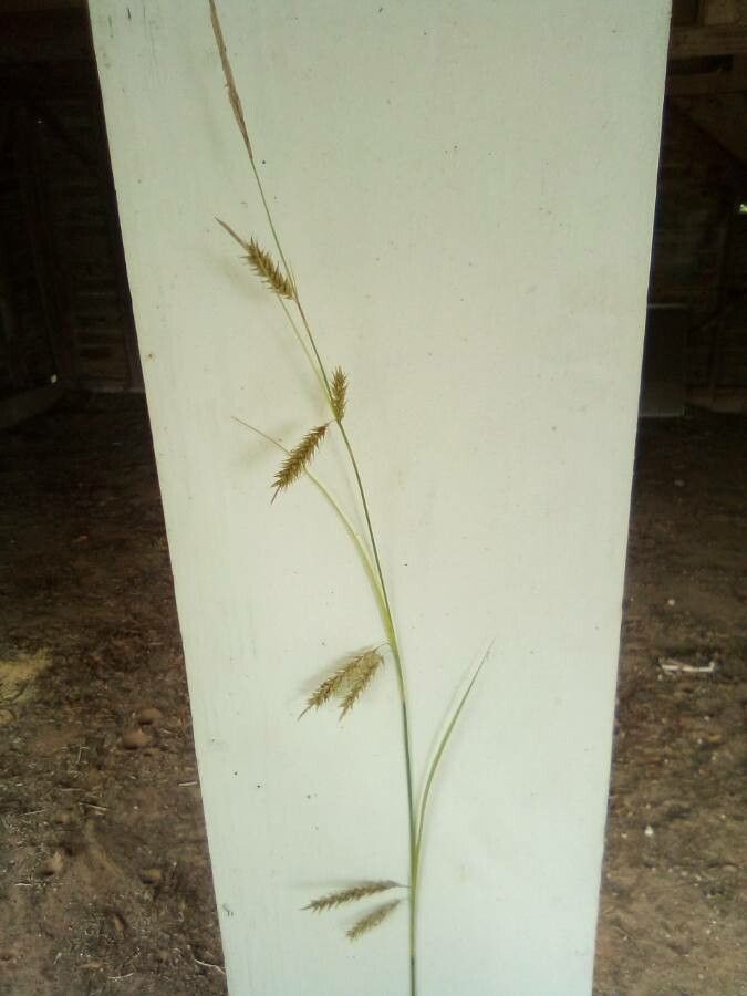 Carex cherokeensis fruit