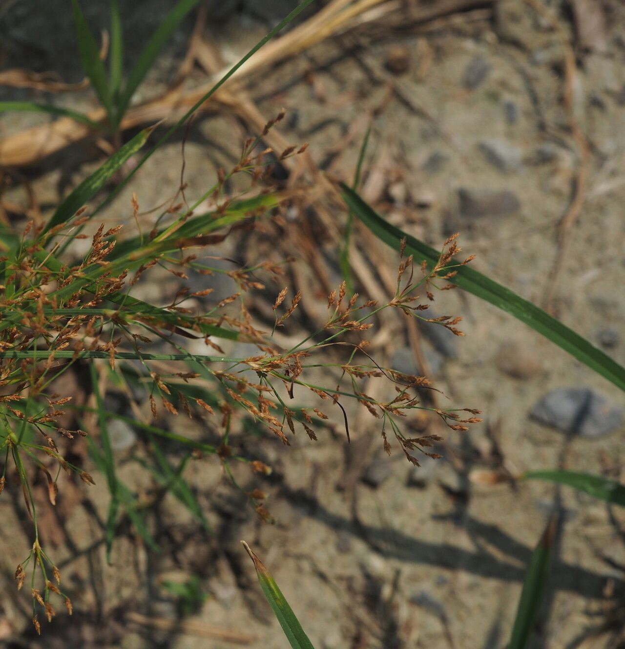 Fimbristylis microcarya — houseplant care guide