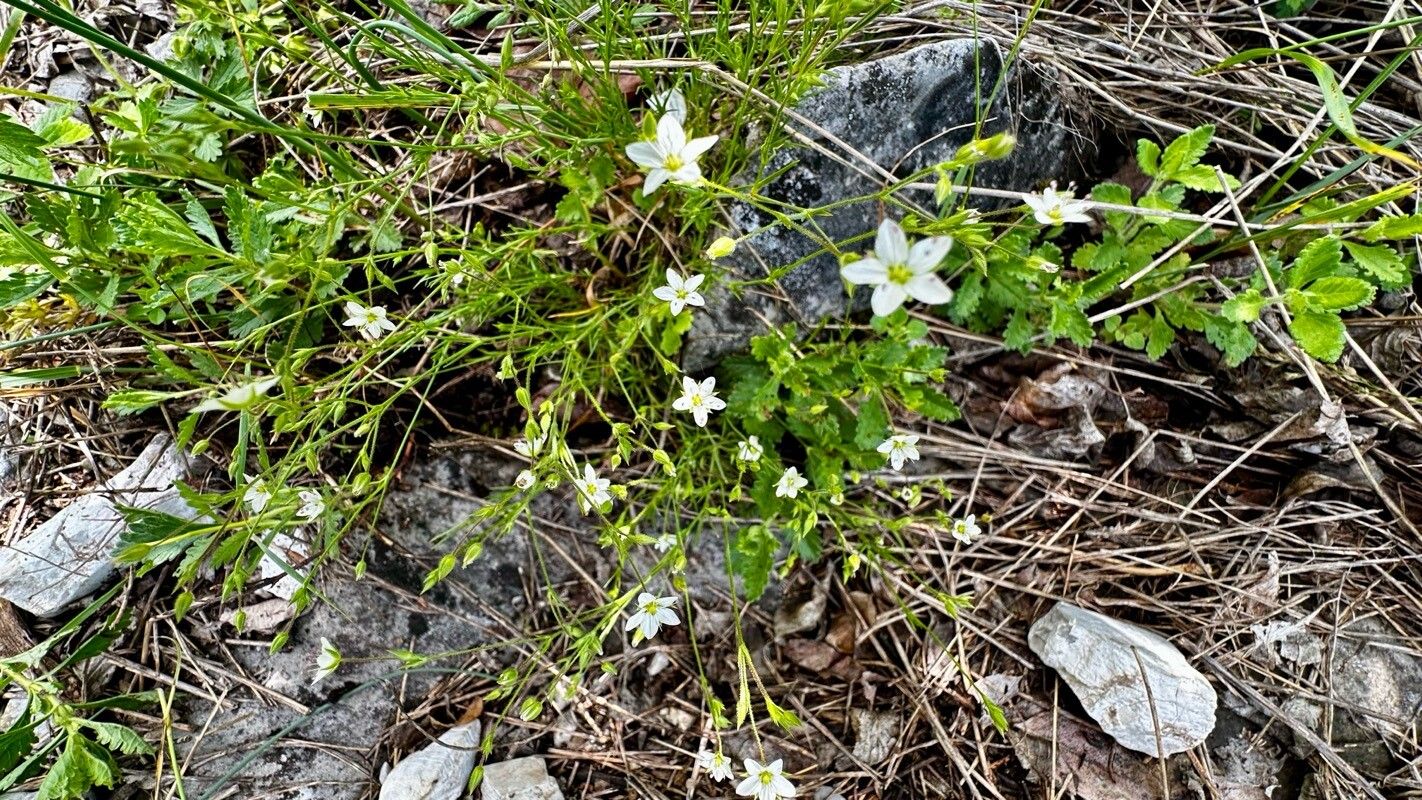 Minuartia hirsuta flower