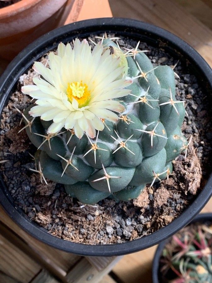 Thelocactus hexaedrophorus flower