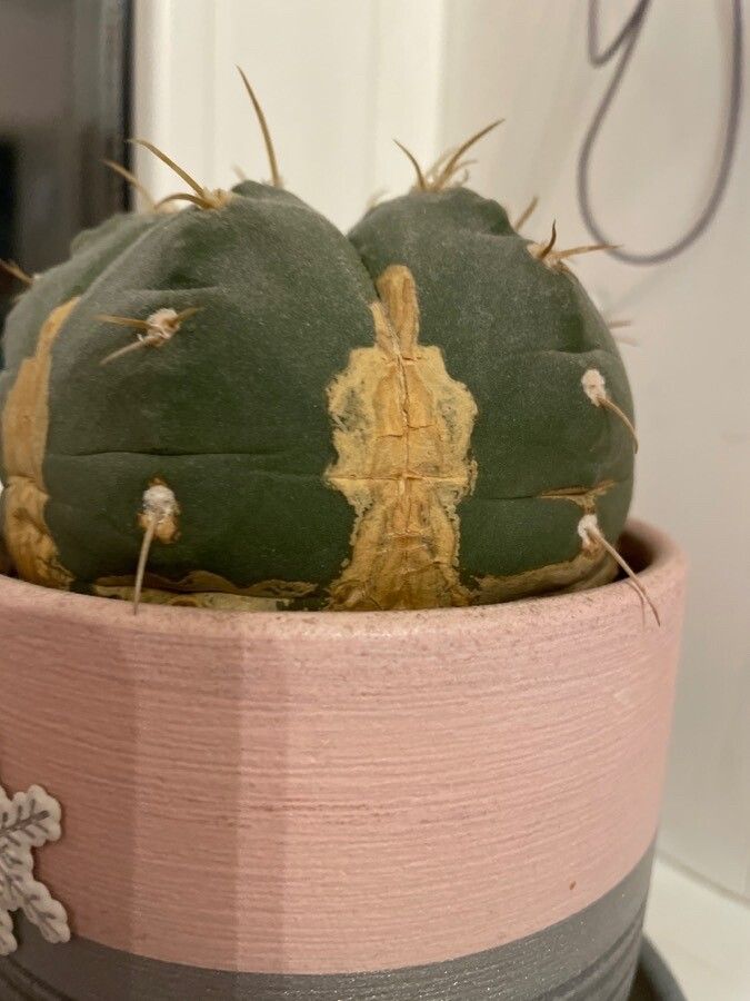 Lophophora williamsii — unique fruits houseplant