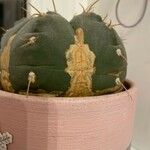 Lophophora williamsii