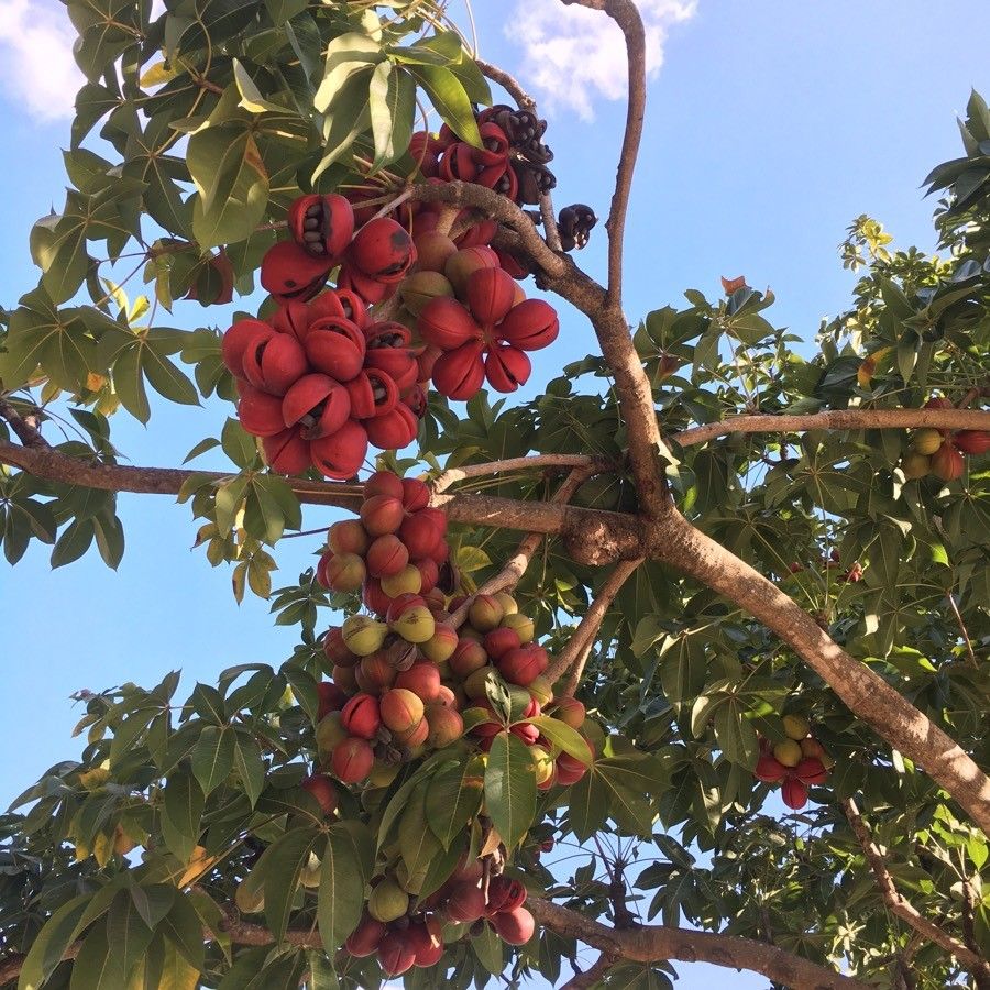 Sterculia foetida fruit