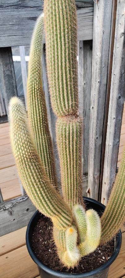 Echinopsis spachiana fruit