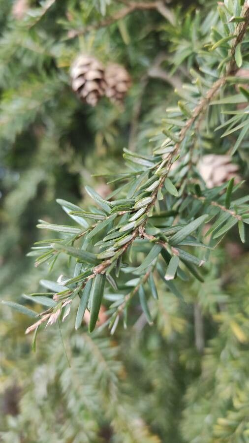 Tsuga heterophylla leaf