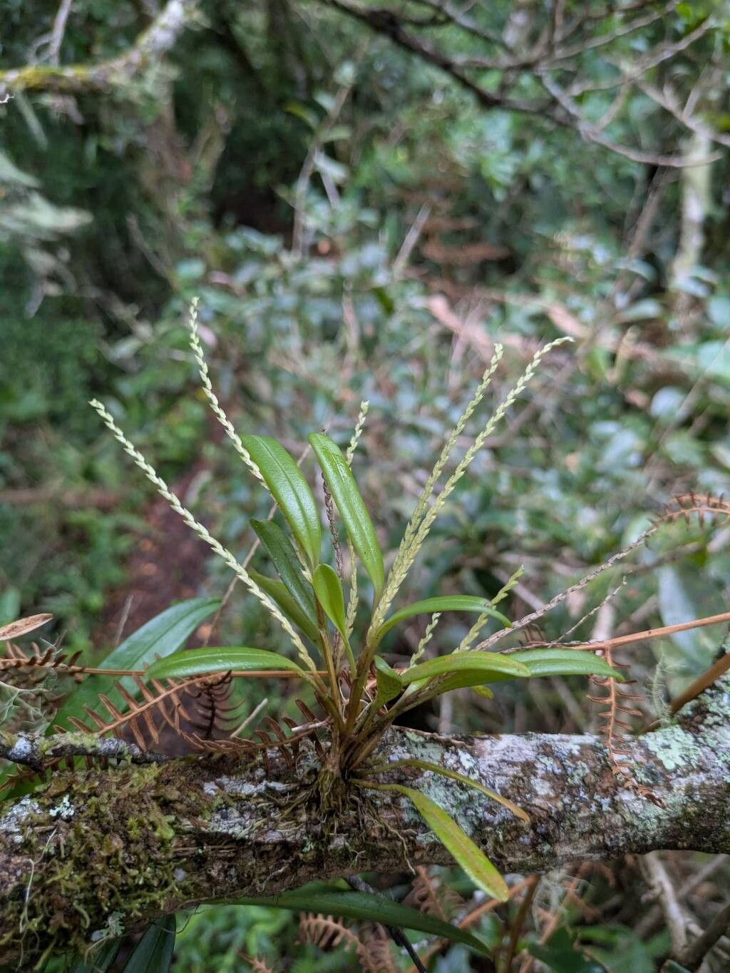 Stelis hymenantha flower
