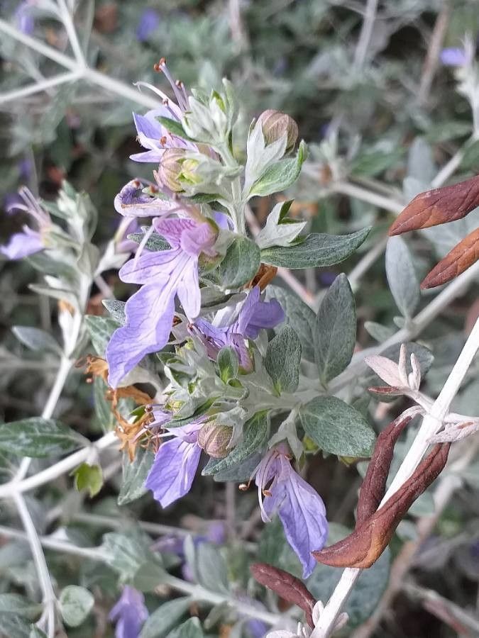 Teucrium fruticans flower