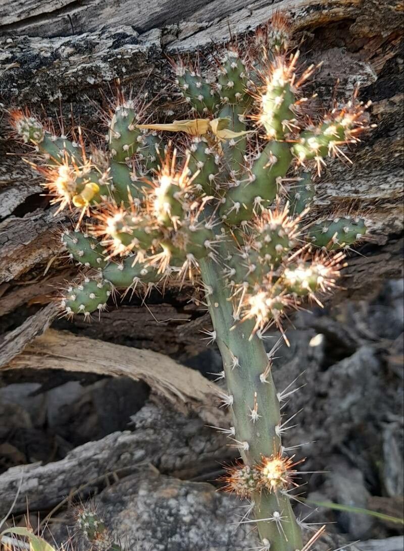 Opuntia salmiana — search result for 'Opuntia'