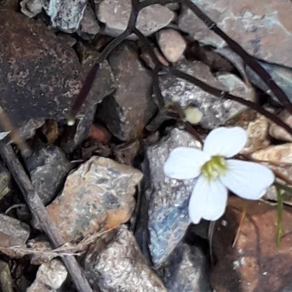 Cardamine plumieri — search result for 'Cardamine'