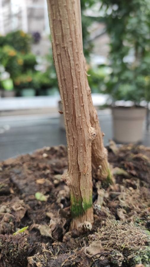 Lycianthes rantonnetii bark