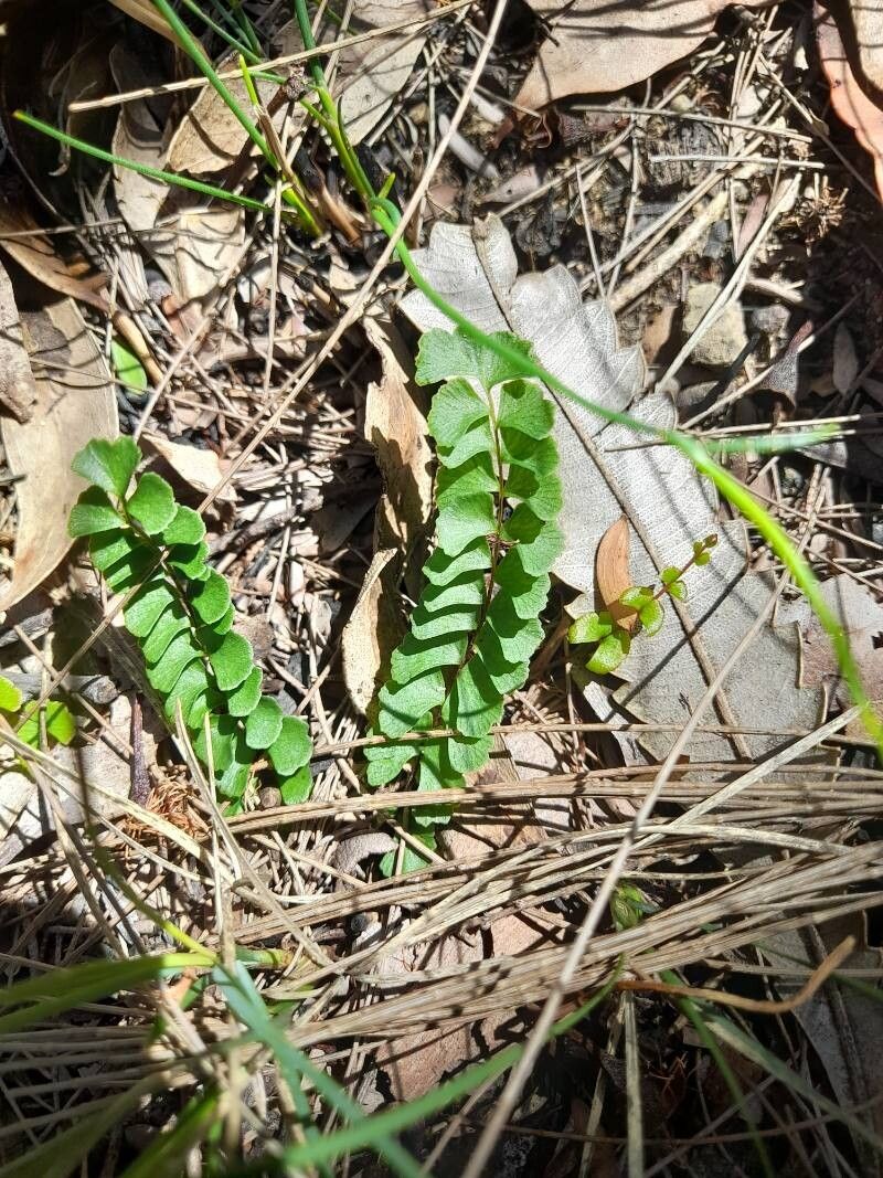 Lindsaea linearis — houseplant care guide